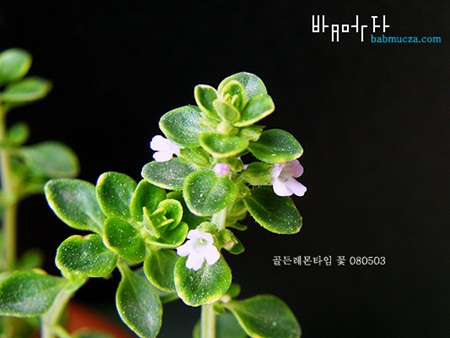 [꽃이랑 연애하기] 2. 아름다워서 슬픈 첫사랑을 닮은 꽃과 연애해 보자 <골든레몬타임>