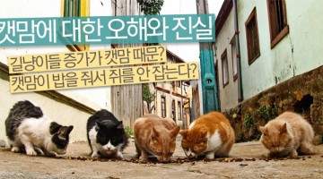 높아지는 ‘캣맘 혐오’, 제대로 알자