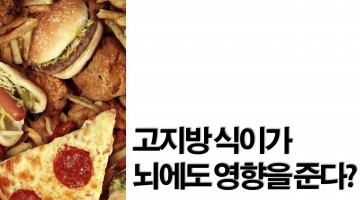 고지방 식이가 뇌에도 영향을 준다?