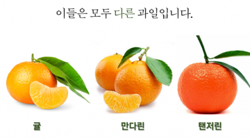 귤과 만다린, 탠저린은 모두 다른 과일입니다