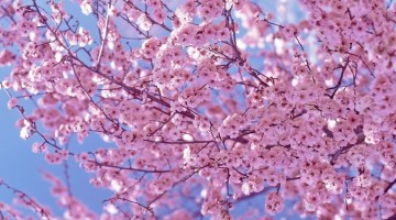예쁜 봄이 아픈 사람들
