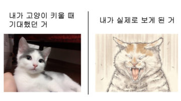 우리가 생각하는 고양이 VS 실제 고양이