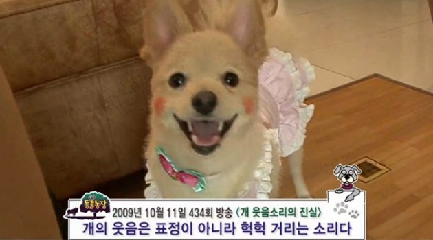 개도 웃는 표정을 알아본다