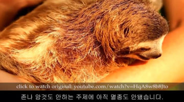 수중 동굴에서 발견된 고대의 거대 나무늘보