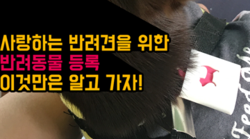 우리 집 강아지, 반려동물 등록 방법과 주의할 점