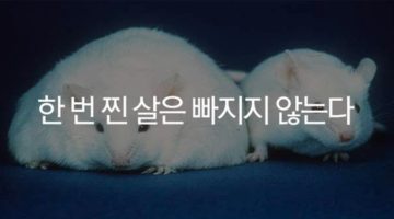 한번 찐 살은 빠지지 않는다