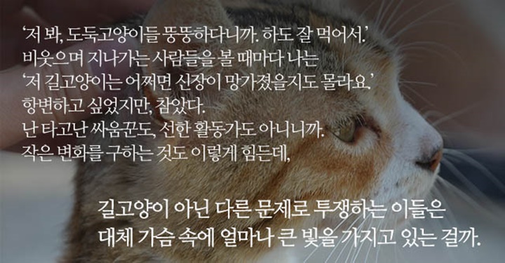 캣맘으로 보냈던 어느 계절 이야기