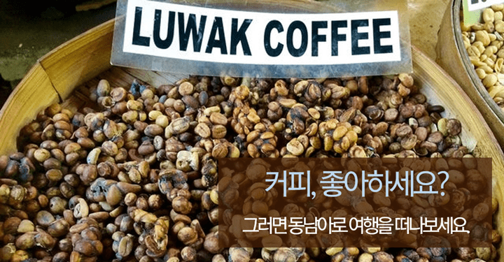 커피를 좋아한다면, 추천하는 동남아 여행지 BEST 7