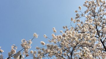 더 이상 여의도에 벚꽃을 보러 가지 않는 이유