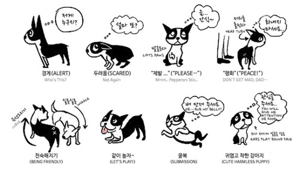 『카밍 시그널』, 반려견을 키운다면 꼭 알아야 할 언어
