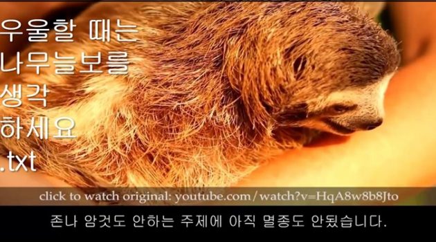 게으른 생물이 멸종 가능성이 적다?