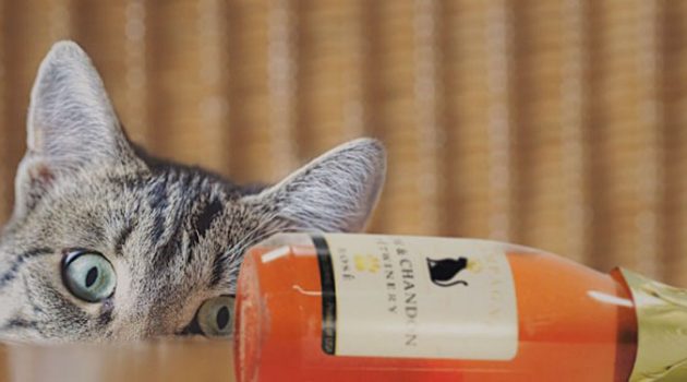 고양이 와인, 강아지 맥주