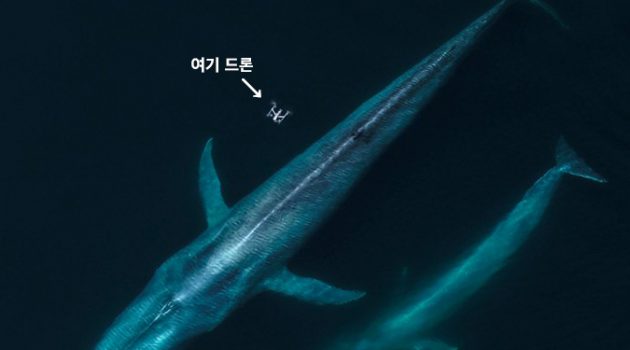 고래의 콧물을 수집하는 드론, 스나트봇의 근황은?