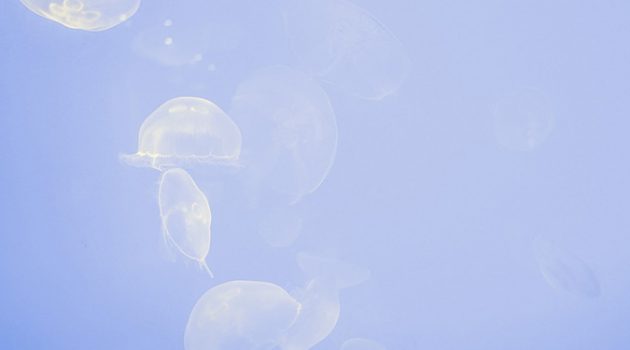 투명해지는 중입니다