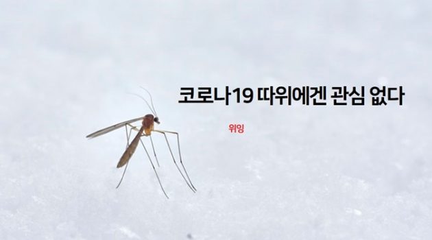 코로나19는 모기 체내에서 복제되거나 모기에게 감염되지 않습니다