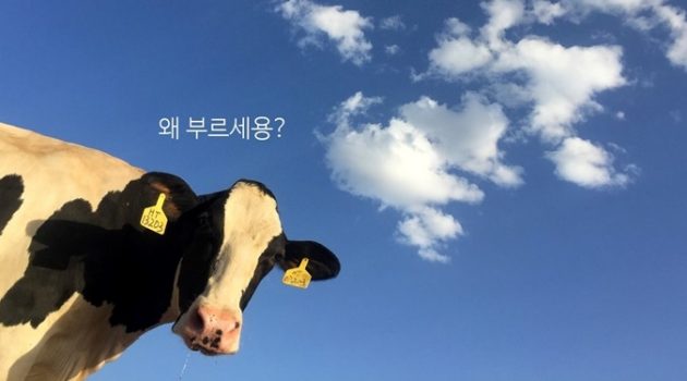 소처럼 일한다는 말에 소는 어리둥절하다